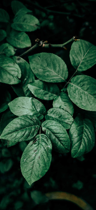 dark-green-healthy-plant-leaves_compressed_relative_080.jpg